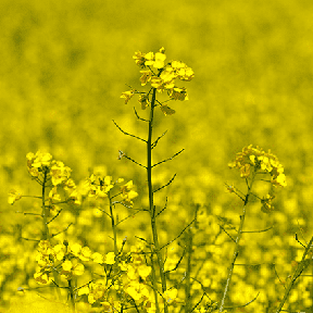 Canola field