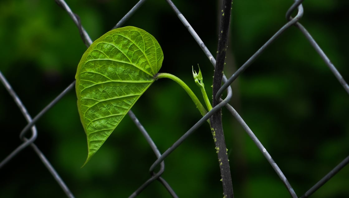 leaf-g5de009180_1920