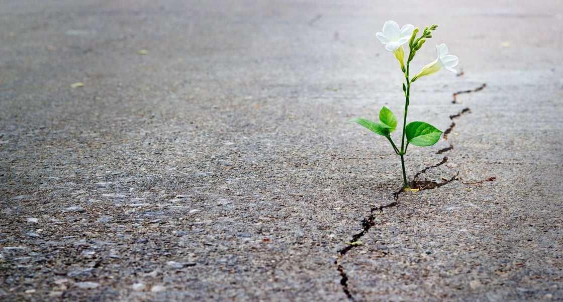 shutterstock_263663474.0-1